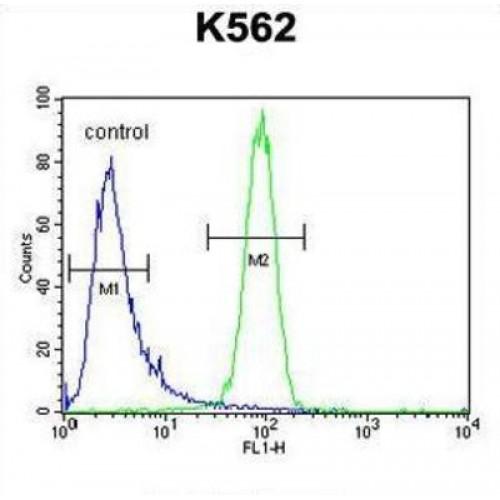 Melanin Concentrating Hormone Receptor 1 (MCHR1) Antibody