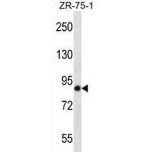Leucine-Rich Repeat Neuronal Protein 4 (LRRN4) Antibody
