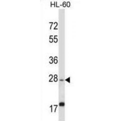 MICOS Complex Subunit MIC27 (APOOL) Antibody