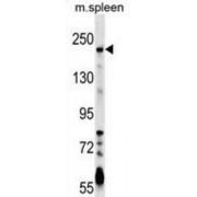 Neogenin 1 (NEO1) Antibody