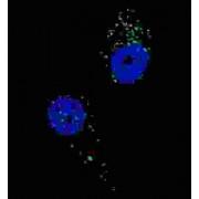 UV Radiation Resistance-Associated Gene Protein (UVRAG) Antibody