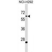 Amyloid Beta Precursor Protein Binding Protein A3 (APBA3) Antibody