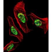 Nuclear Receptor Subfamily 2 Group C Member 2 (NR2C2) Antibody