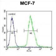 Microfibrillar Associated Protein 4 (MFAP4) Antibody