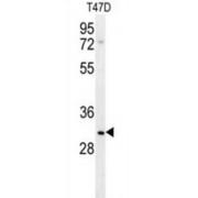 Leucine Rich Repeat Containing 52 (LRRC52) Antibody