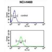 Kallistatin (SERPINA4) Antibody