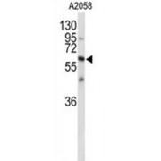 Contactin 1 (CNTN1) Antibody