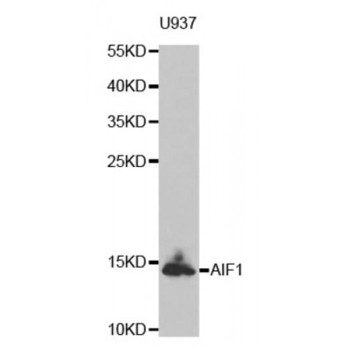 Allograft Inflammatory Factor 1 (AIF1) Antibody