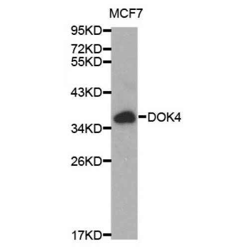 Docking Protein 4 (DOK4) Antibody
