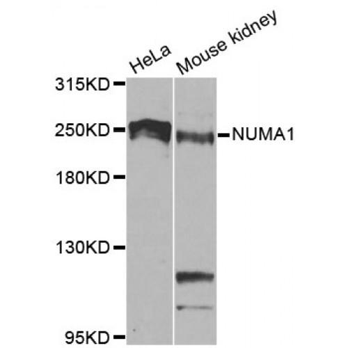 Nuclear Mitotic Apparatus Protein 1 (NUMA1) Antibody