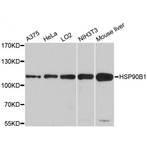 Heat Shock Protein 90 kDa Beta 1 (HSP90B1) Antibody