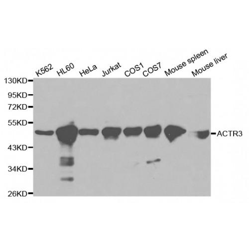 Actin Related Protein 3 (ACTR3) Antibody