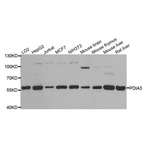 Protein Disulfide Isomerase A3 (PDIA3) Antibody