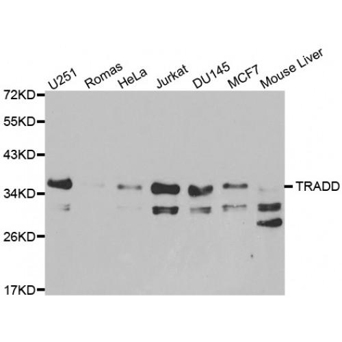 Tumor Necrosis Factor Receptor Type 1-Associated DEATH Domain Protein (TRADD) Antibody