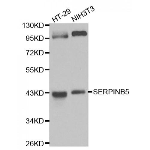 Serpin B5 (SERPINB5) Antibody