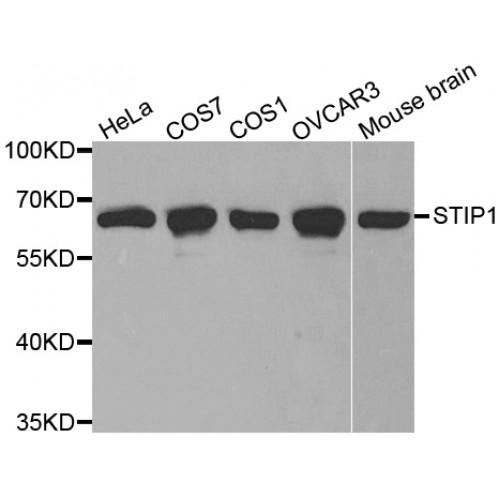 Stress-Induced-Phosphoprotein 1 (STIP1) Antibody