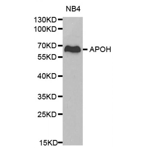 Apolipoprotein H (APOH) Antibody