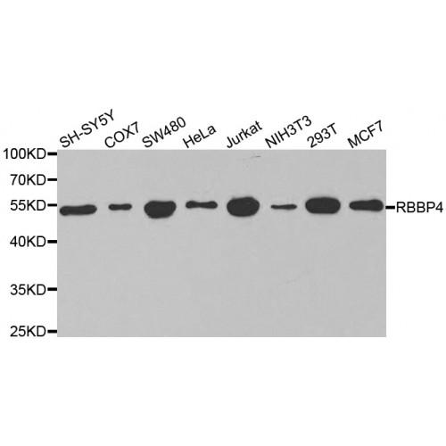 Histone-Binding Protein RBBP4 (RBBP4) Antibody