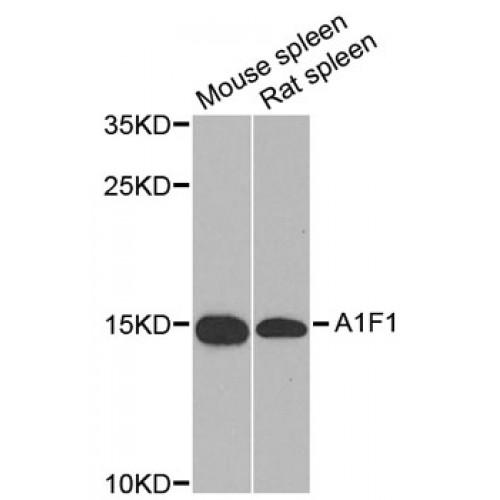 Allograft Inflammatory Factor 1 (AIF1) Antibody