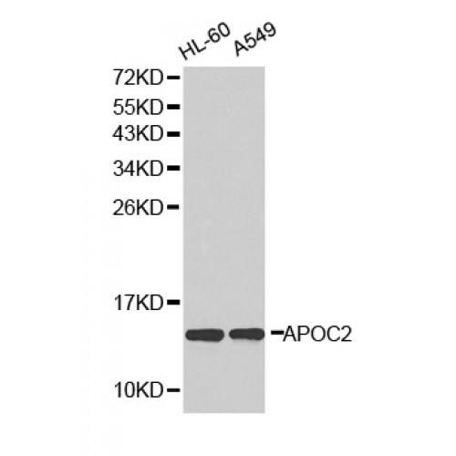 Apolipoprotein C2 (APOC2) Antibody