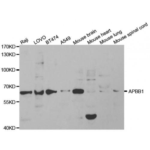 Amyloid-Beta A4 Precursor Protein-Binding Family B Member 1 (APBB1) Antibody
