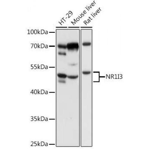Constitutive Androstane Receptor / CAR (NR1I3) Antibody