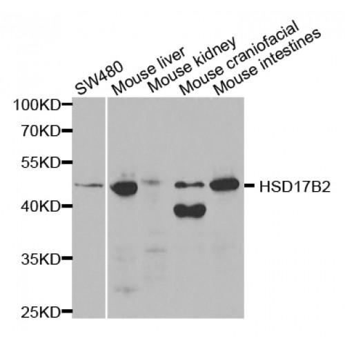 Estradiol 17-Beta-Dehydrogenase 2 (HSD17B2) Antibody