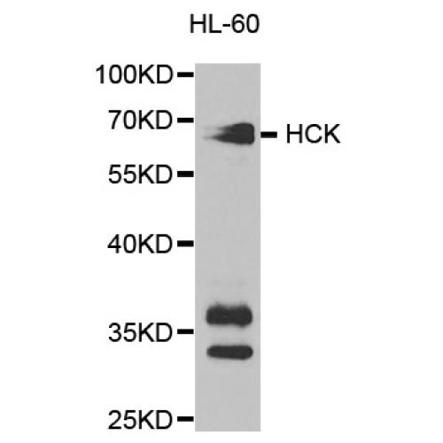 Tyrosine Protein Kinase HCK (HCK) Antibody