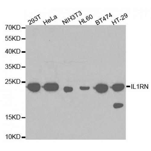 Interleukin 1 Receptor Antagonist (IL1RN) Antibody