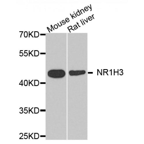 Oxysterols Receptor LXR-Alpha (NR1H3) Antibody