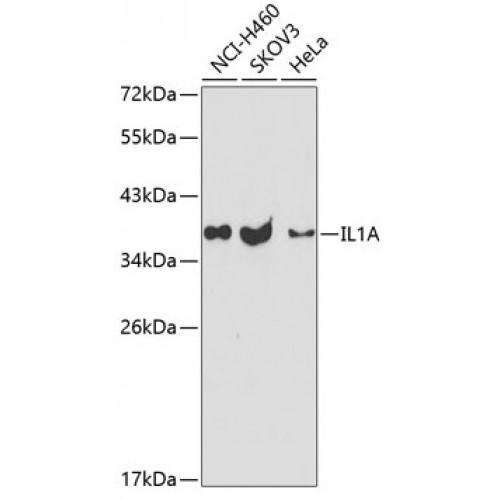 Interleukin 1 Alpha (IL1A) Antibody