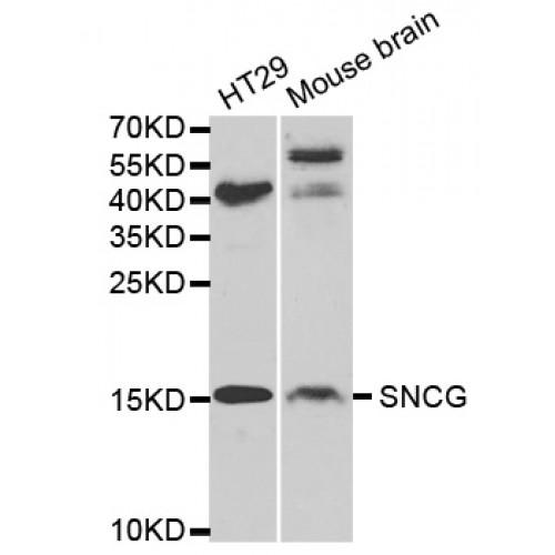 Synuclein Gamma (SNCG) Antibody