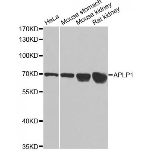Amyloid Beta Precursor Like Protein 1 (APLP1) Antibody