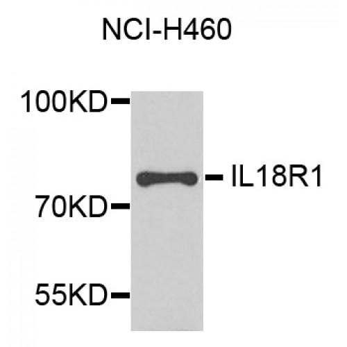 Interleukin 18 Receptor 1 (IL18R1) Antibody