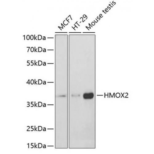 Heme Oxygenase 2 (HMOX2) Antibody