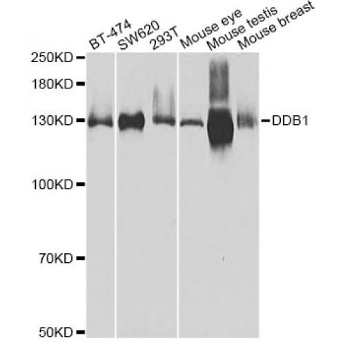 DNA Damage-Binding Protein 1 (DDB1) Antibody