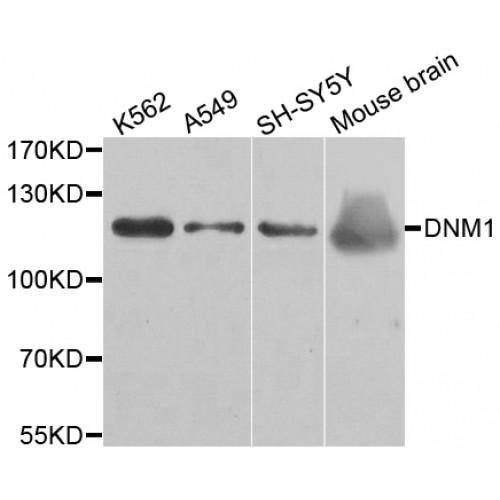 Dynamin-1 (DNM1) Antibody