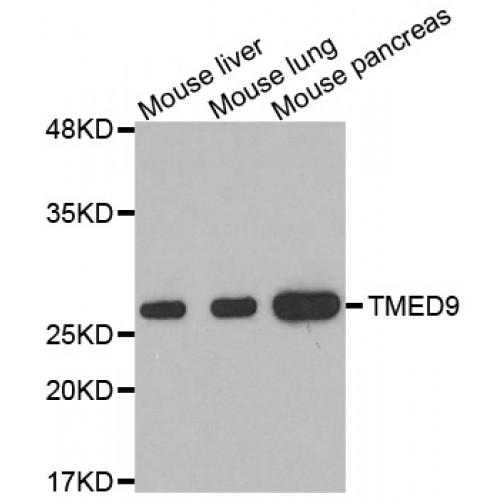 Transmembrane Emp24 Domain-Containing Protein 9 (TMED9) Antibody