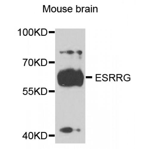 Estrogen-Related Receptor Gamma (ESRRG) Antibody