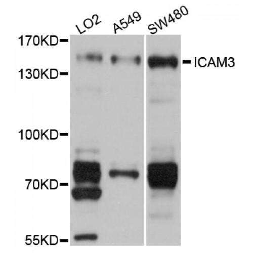 Intercellular Adhesion Molecule 3 (ICAM3) Antibody