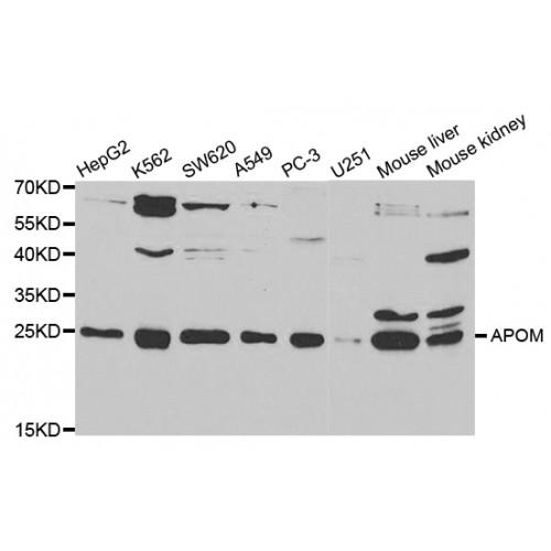 Apolipoprotein M (APOM) Antibody