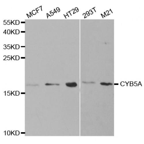 Cytochrome B5 Type A (CYB5A) Antibody