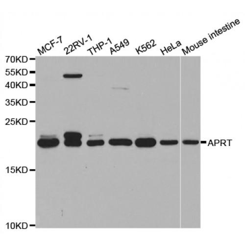 Adenine Phosphoribosyltransferase (APRT) Antibody
