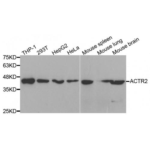 Actin-Related Protein 2 (ACTR2) Antibody