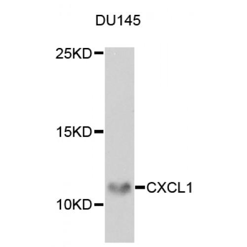 Growth-Regulated Alpha Protein / GROA (CXCL1) Antibody