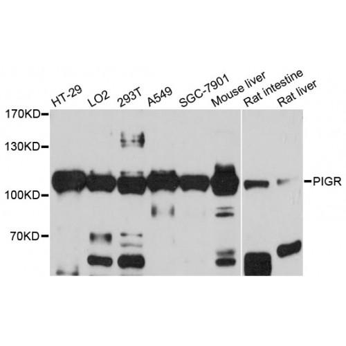 Polymeric Immunoglobulin Receptor (PIGR) Antibody