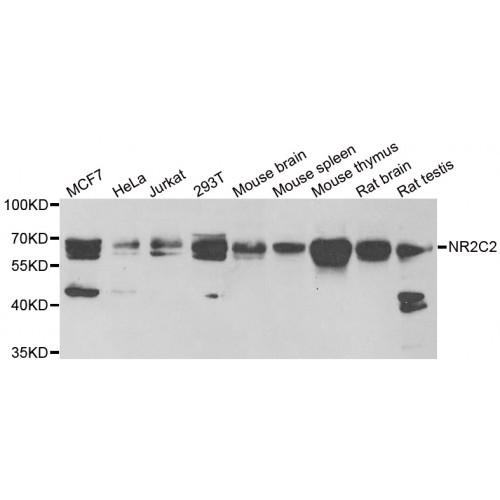 Nuclear Receptor Subfamily 2 Group C Member 2 (NR2C2) Antibody