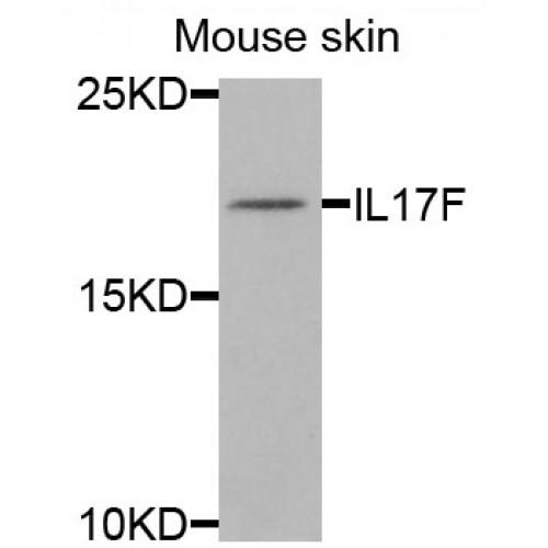 Interleukin 17F (IL17F) Antibody