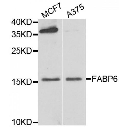 Gastrotropin (FABP6) Antibody