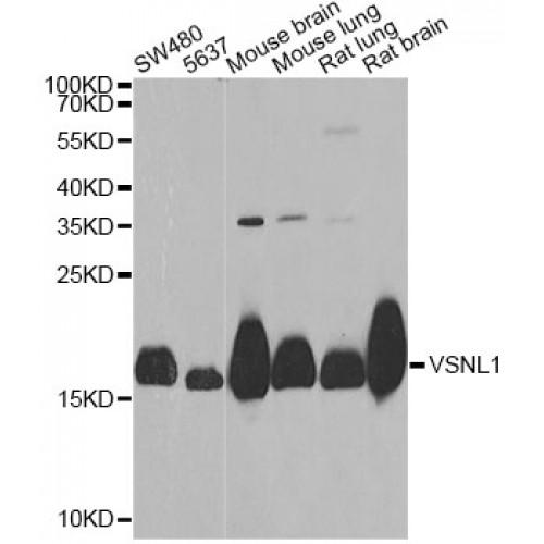 Visinin-Like Protein 1 (VSNL1) Antibody